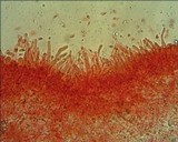 Resinomycena saccharifera image