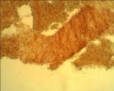 Resinomycena saccharifera image