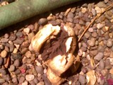 Scleroderma areolatum image