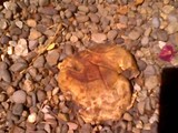 Scleroderma areolatum image