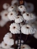 Marasmius multiceps image