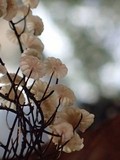 Marasmius multiceps image
