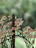 Marasmius multiceps image