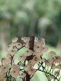 Marasmius multiceps image