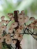 Marasmius multiceps image