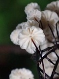 Marasmius multiceps image