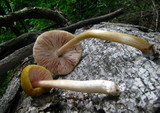 Pluteus flavofuligineus image