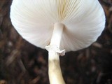 Leucoagaricus rubrotinctus image