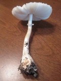 Leucoagaricus rubrotinctus image