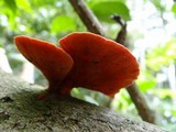 Pycnoporus sanguineus image
