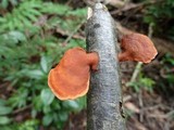 Pycnoporus sanguineus image