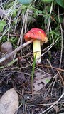 Hygrocybe laetissima image