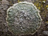 Pertusaria albescens var. albescens image