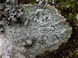 Pertusaria albescens var. albescens image