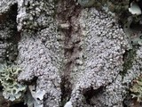Pertusaria ophthalmiza image