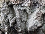 Pertusaria ophthalmiza image