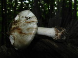 Amanita brunnescens image