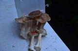 Lyophyllum decastes image