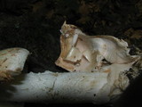 Amanita volvata image