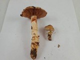 Cortinarius glutinosoarmillatus image