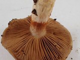 Cortinarius glutinosoarmillatus image
