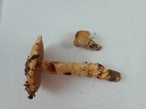 Cortinarius glutinosoarmillatus image