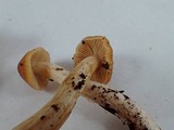 Cortinarius vibratilis image