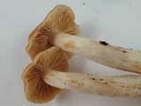 Cortinarius vibratilis image