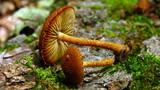 Flammulaster erinaceellus image