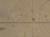 Ramariopsis kunzei image