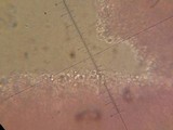 Ramariopsis kunzei image
