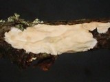 Peniophora incarnata image