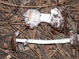 Amanita porphyria image