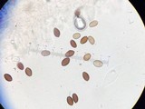 Psathyrella longipes image