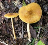 Pluteus leoninus image