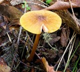 Pluteus leoninus image