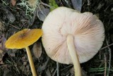 Pluteus leoninus image