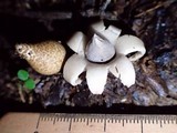 Geastrum morganii image