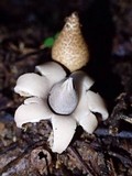 Geastrum morganii image