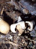 Geastrum morganii image