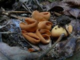 Otidea onotica image
