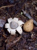 Geastrum morganii image