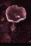 Amanita cinereoconia image