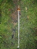 Entoloma dragonosporum image