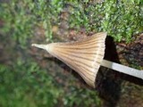 Entoloma dragonosporum image
