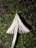 Entoloma dragonosporum image