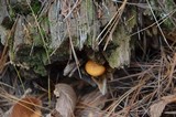 Gymnopilus sapineus image