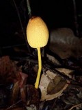 Leucocoprinus brunneoluteus image