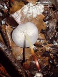 Marasmius epelaeus image