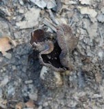 Helvella compressa image